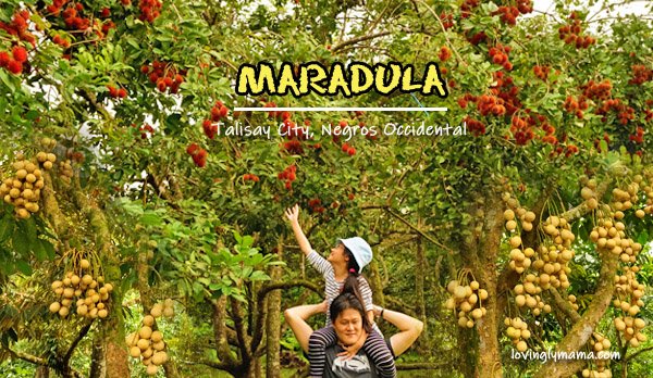 MARADULA - JKN Fruit Farms - Talisay City -fruit orchard - lanzones - rambutan - durian- marang - eat all you can lanzones - eat all you can rambutan- Negros Occidental - family travel - Bacolod blogger - Bacolod mommy blogger - Bacolod City - father and daughter - farm visit - field trip