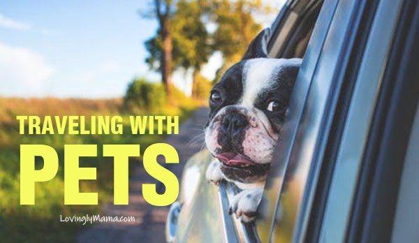 requirements for traveling with a pet dog - Bacolod mommy blogger - cross country