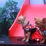 dog food eating challenge - Purina Philippines - pets - pet costumes - Bacolod mommy blogger - pet fashion - photobooth