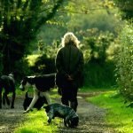 animal insurance - pets - home and living - walking the dogs - horse insurance - trees - nature - healthy living