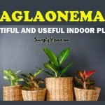 Chinese evergreen as air purifier - Chinese evergreens - aglaonema - indoor plants - aglaonema varieties - plantita - plant collection