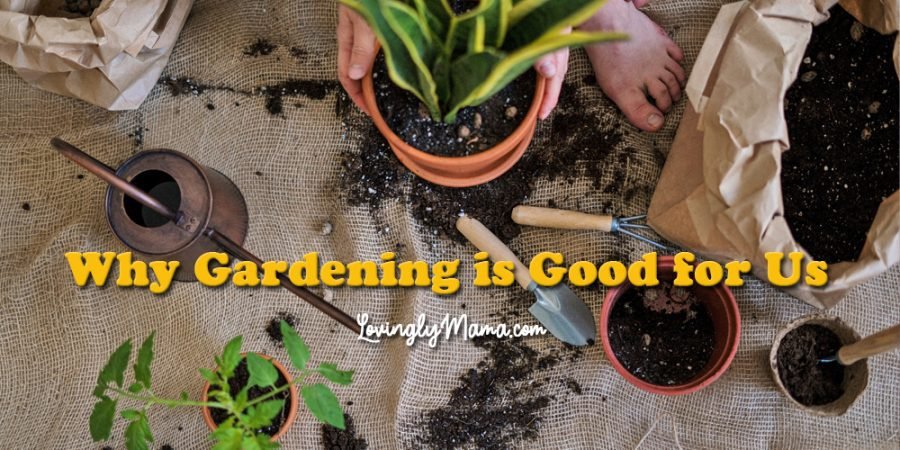 why gardening is good - health benefits of gardening - indoor plants - brass watering can - plant collection - Covid-19 quarantine - upcyled suitcase - wood tiles