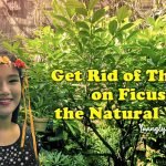 get rid of thrips on ficus the natural way - natural gardening - organic gardening - biopesticides - ficus plant pests - fairy in the garden