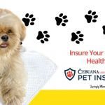 Cebuana Lhuiller Pet Insurance basic coverage - pets - dog - shih tzu -animal hospitalization