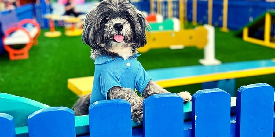 SM Super Pets Club - pet loyalty program - indoor paw park - dog playground - SM City Bacolod - obstacle course for dogs