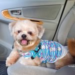 BDO Insurance- pet dog and cat insurance coverage - pet insurance policy - Philippines Insurance Commission - Badger the shih tzu in the car