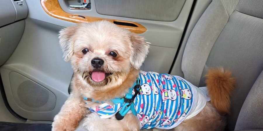 BDO Insurance- pet dog and cat insurance coverage - pet insurance policy - Philippines Insurance Commission - Badger the shih tzu in the car
