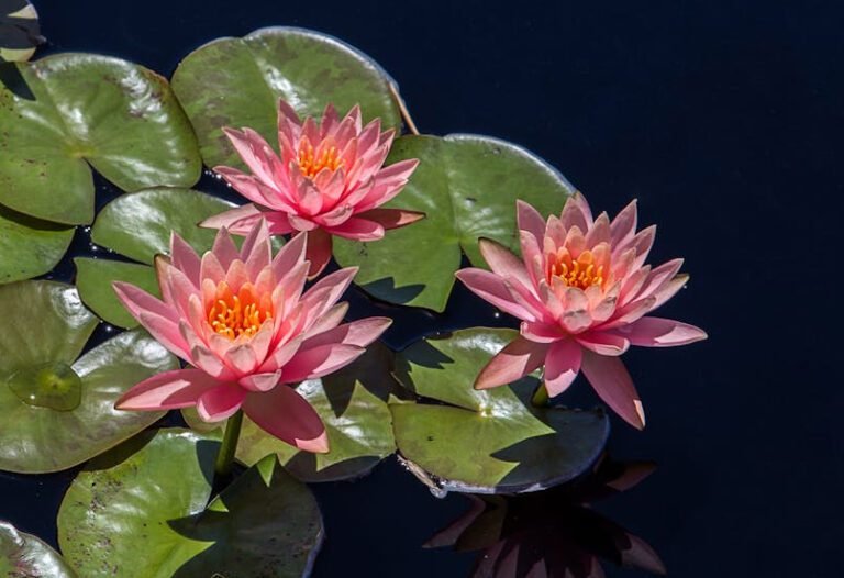 Health Benefits of Lotus Leaf Tea A Herbal Slimming Tea